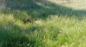 El cuerpo presentaba un avanzado