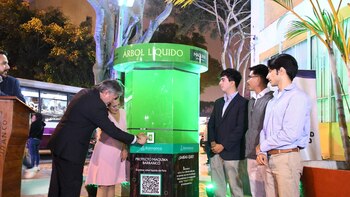 Barranco tiene el árbol más raro del Perú: vive en un cilindro, no tiene hojas y purifica el aire de una manzana entera