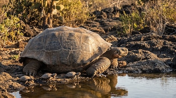 Una tortuga gigante y tres tortugas pequeñas se encuentran junto a una masa de agua rodeada de tierra, plantas y rocas volcánicas.