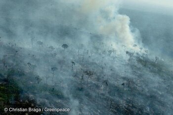 Greenpeace localizó incendios en varias