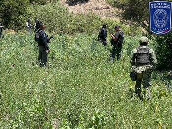 Las acciones fueron realizadas el