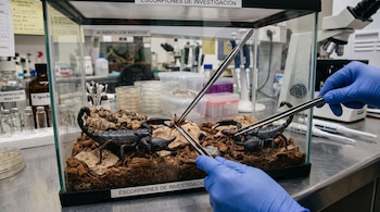 Manos con guantes azules alimentan con pinzas a dos escorpiones negros dentro de un terrario transparente en un laboratorio.