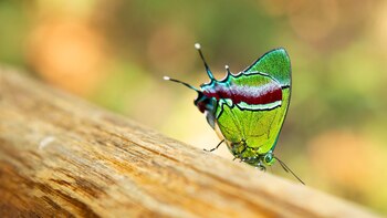 Terapoto cuenta con algunos de