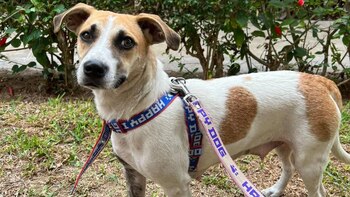 Tomasita en adopción (922 912