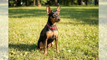 Una perrita pincher de color negro y marrón con un collar rojo está sentada sobre césped verde bajo la luz del sol en un parque arbolado.