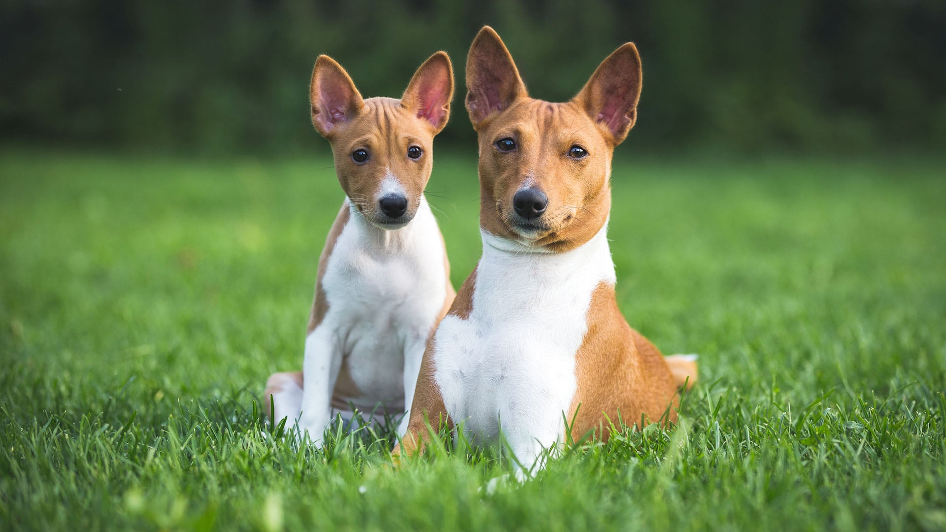 Perro raza Basenji