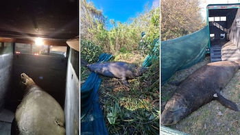Video: así fue el operativo de más de 10 horas para liberar al elefante marino que encontraron en Ensenada