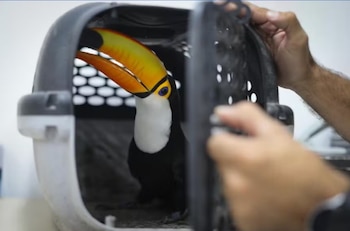 Un tucán incautado en Brasil.