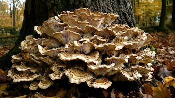 Puede encontrarse en las montañas de Japón nororiental y en las Montañas Rocallosas de los Estados Unidos (Imagen Ilustrativa Infobae)