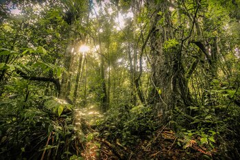 Vegetación exuberante y la posibilidad