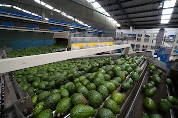 PERIBÁN, MICHOACÁN, 21OCTUBRE2021.- Al terminar