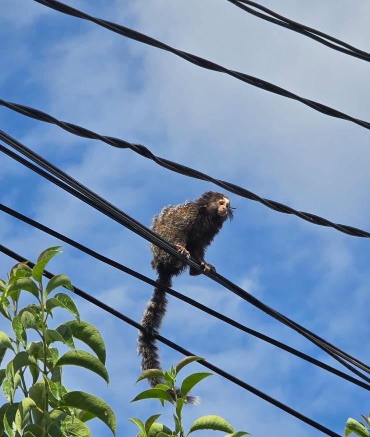 El rescate de un mono tití en Villa Siburu movilizó a la Patrulla Rural de Córdoba tras su hallazgo fuera del hábitat natural