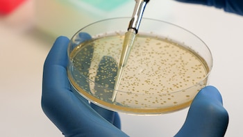 Científicos de Málaga identifican por primera vez cómo protegerse de las intoxicaciones alimentarias provocadas por bacterias
