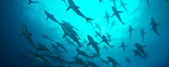 En las profundidades se pueden