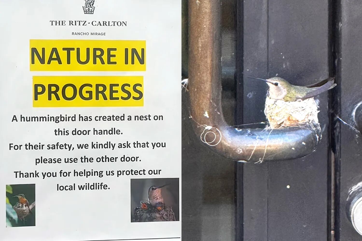 Un colibrí obligó a un hotel de lujo en California a cerrar una zona por su nido