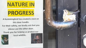 Un colibrí construyó su nido en la manija de una puerta de un hotel en California