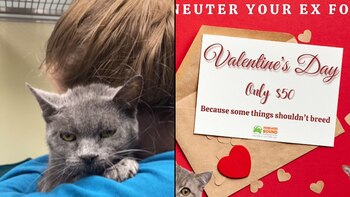 "Esteriliza a tu ex" es