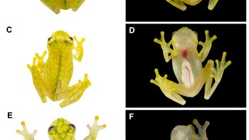 Eles descobrem duas novas espécies