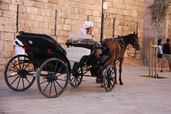 Un caballo tira de un carruaje en Palma. (Progreso en Verde)
