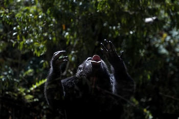 Un estudio basado en cinco