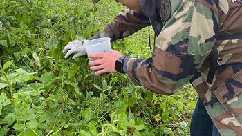 Temporada de cigarras: un manjar