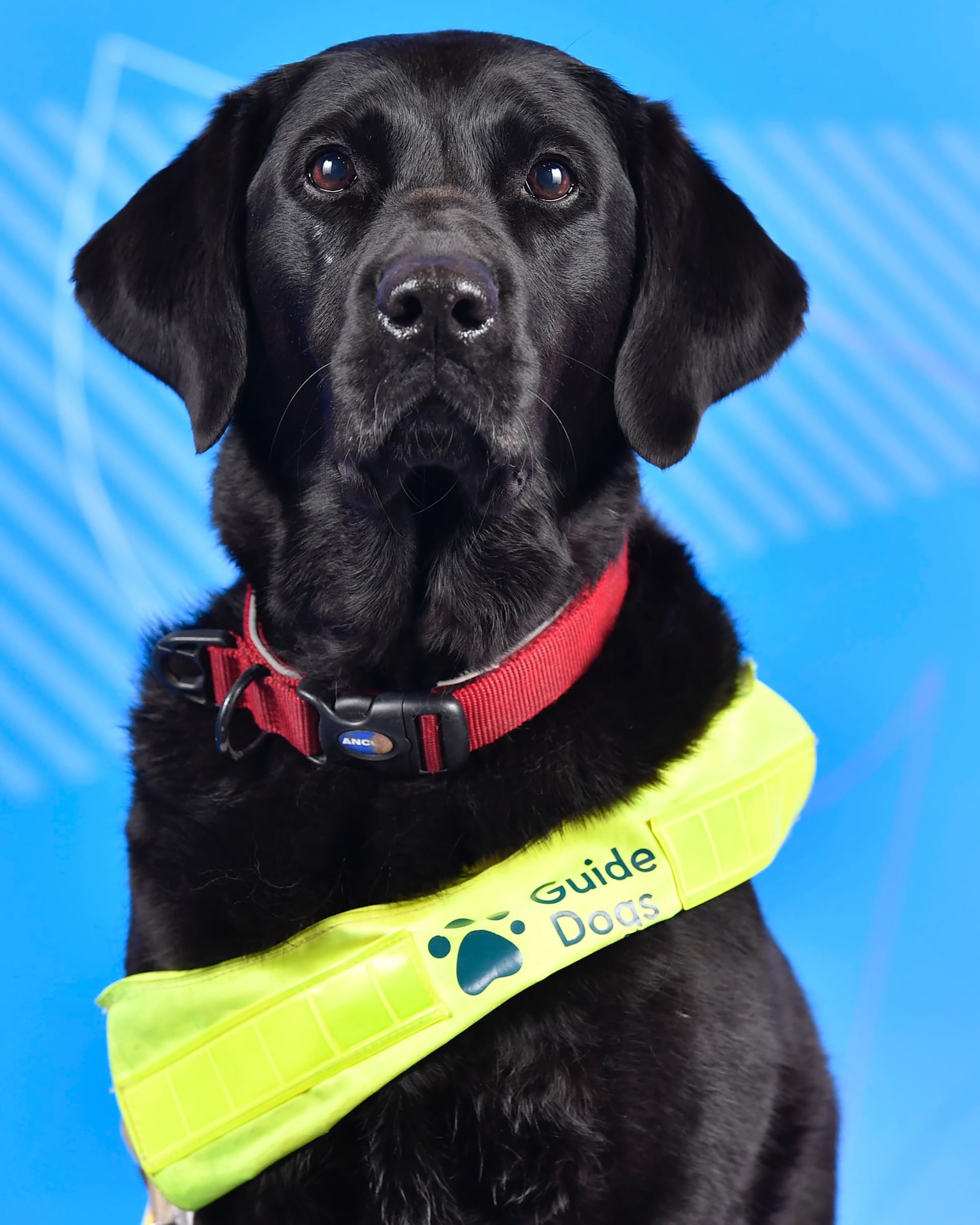 La participación de perros guía está regulada en los Juegos Paralímpicos de Invierno, con áreas y asistencia diseñadas para facilitar su presencia (Instagram / @paralympicsgb_official)