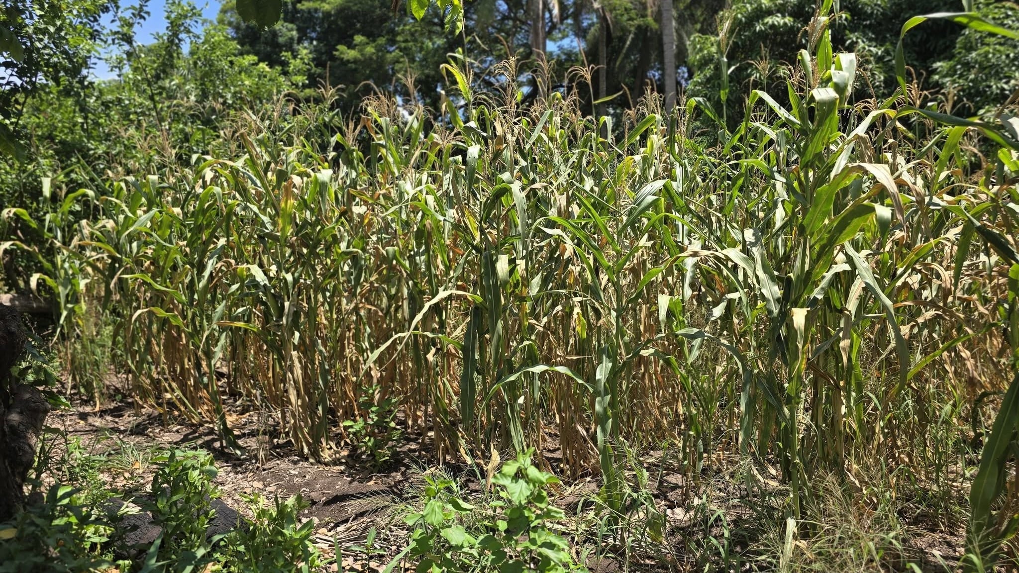 Pérdida total de cultivos y muerte de ganado: los graves efectos del mes más seco del año en las comunidades costeras (Foto cortesía ROA)