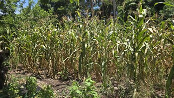 Pérdida total de cultivos y muerte de ganado: los graves efectos del mes más seco del año en las comunidades costeras (Foto cortesía ROA)