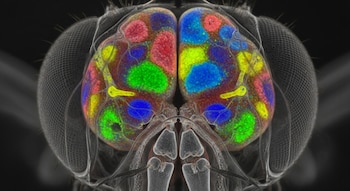 Primer plano de un cerebro de mosca, con lóbulos cerebrales destacados en colores vibrantes como rojo, verde, azul y amarillo, enmarcado por sus ojos compuestos.