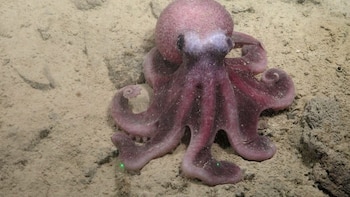 Tras décadas oculto en el