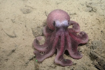 Un ejemplar de Pulpo Graneledone