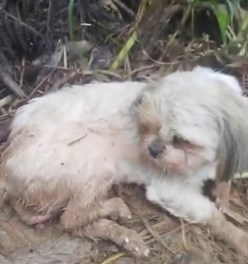 Luna, una perrita shih tzu, desapareció el 21 de agosto y fue hallada cinco días después dentro de un costal cerca de una quebrada de San Roque - crédito X