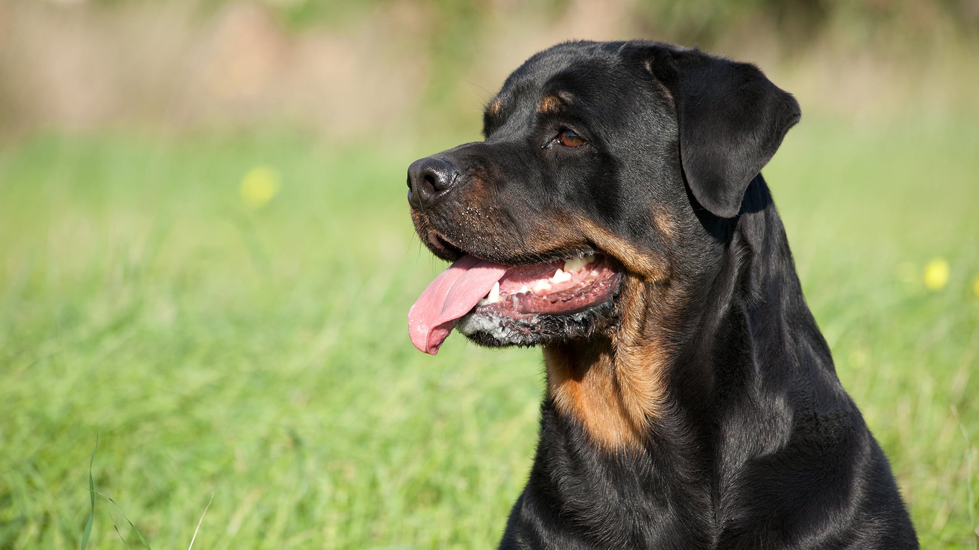 Un perro de la raza Rottweiler (Shutterstock)