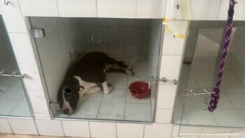 Falso veterinario operaba sin licencia