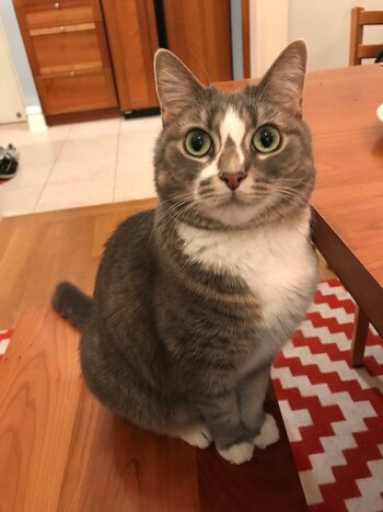 Ella es Norah, la mascota