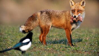 Un zorro salvaje con comportamiento