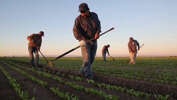 El programa "Sembrando Vidas" apoya