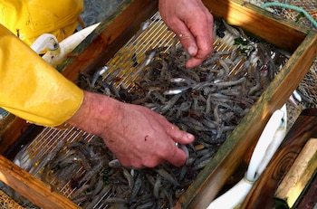 Las condiciones de vida de los trabajadores migrantes en la pesca de camarones son descritas como precarias. (REUTERS/Yves Herman)