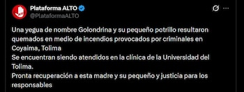 La Plataforma por los Animales Alto denunció en X que Golondrina y su potrillo quedaron heridos por el fuego que se extendió de Coyaima hacia Natagaima - crédito @PlataformaALTO / X