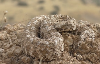 Serpiente de color claro con dos pequeños cuernos sobre los ojos y la lengua afuera reposando en la arena