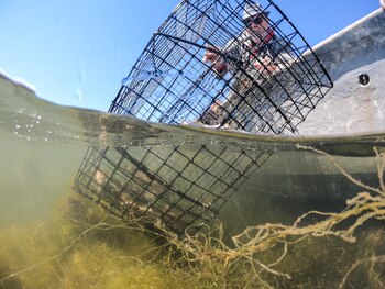 Históricamente el cangrejo de las