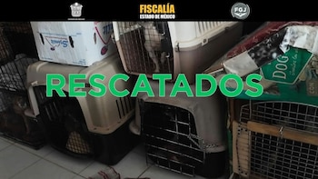 Rescatan a más de 30 perros y gatos víctimas de presunto maltrato en una casa de Ecatepec. FGJEM