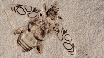 Aunque originalmente se identificó como