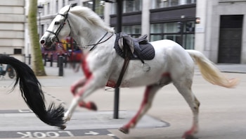 Los caballos se desbocaron después de asustarse con los ruidos de una obra cercana durante una sesión de entrenamiento cerca del Palacio de Buckingham. (Jordan Pettitt/PA vía AP)
Caballos,desbocados, Londres, Palacio de Buckingham, Reino Unido, animales, mascotas, noticias de animales, noticias de mascotas