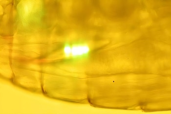 Perlas microplásticas observadas en el