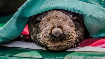 Un amplio operativo de Temaiken rescató a un grupo de lobos marinos que estaban varados y en graves condiciones