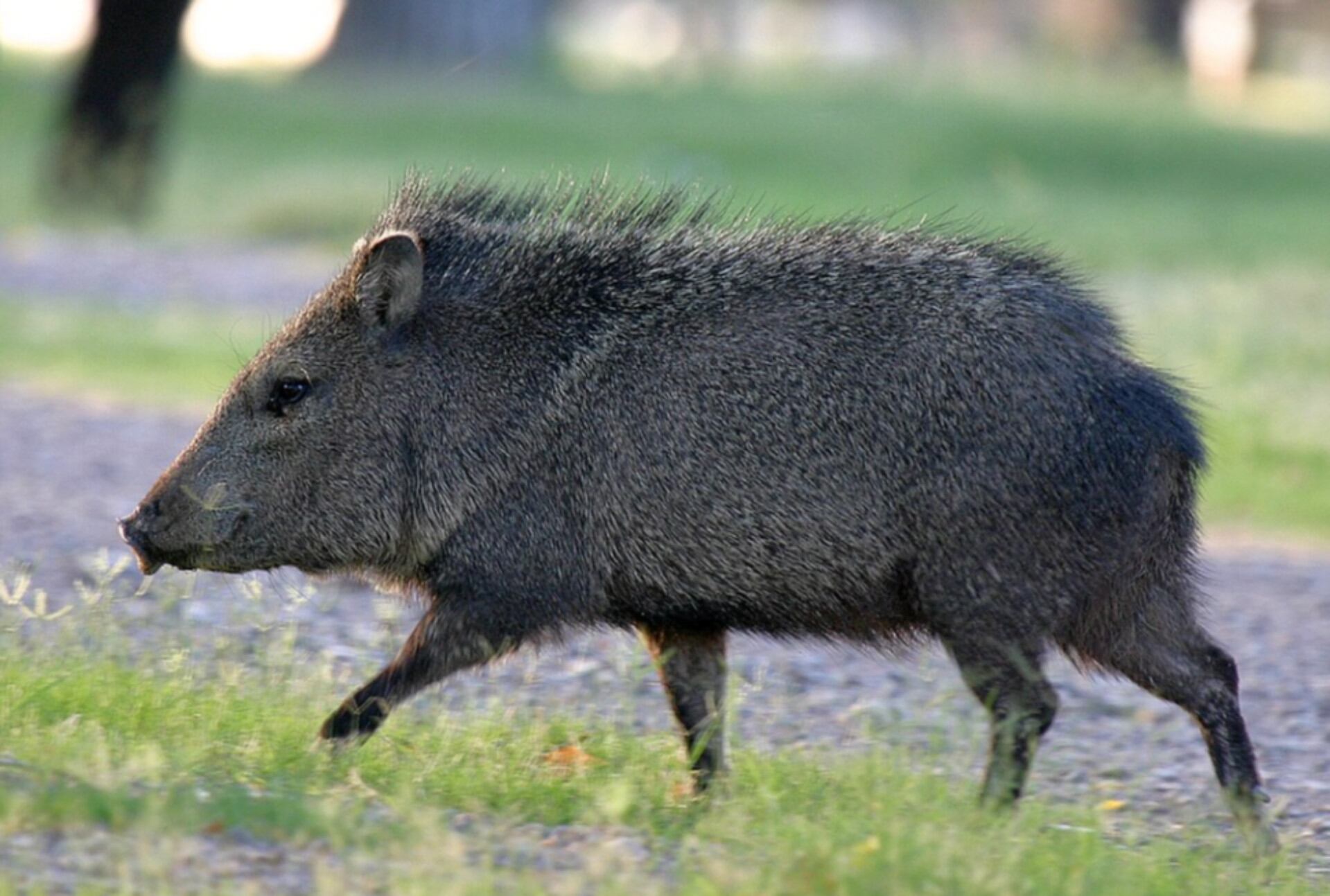 El pecarí de collar