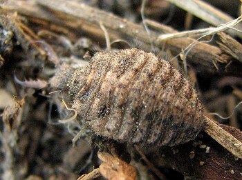 Sus opciones de escape limitan