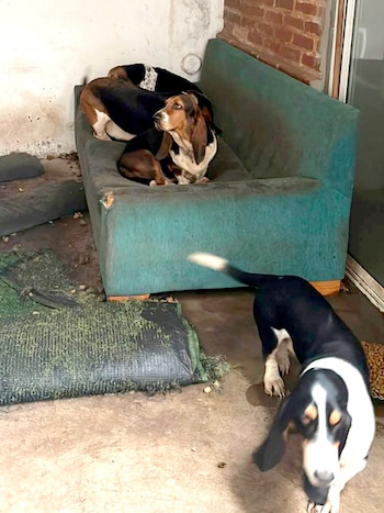 Los perros presentaban lesiones y afecciones derivadas de la falta de higiene