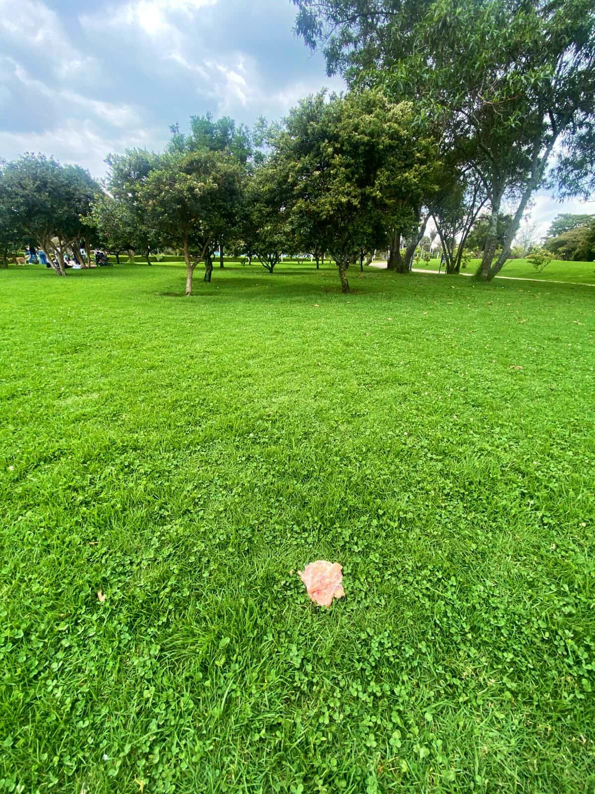 La presencia de carne cruda en espacios públicos puede ocultar sustancias tóxicas y pone en peligro la salud animal y humana - crédito @AnimalesBOG/X